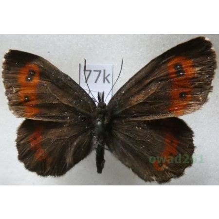 Erebia ligea (Linnaeus, 1758) male Górówka boruta Italy77k